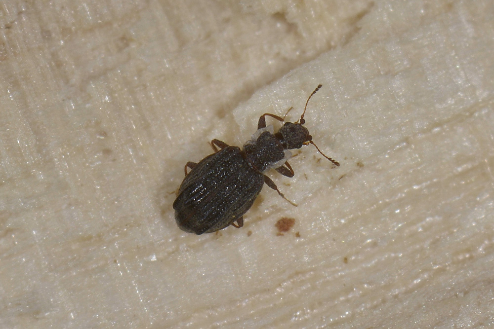 Cartodere nodifer, Latridiidae
